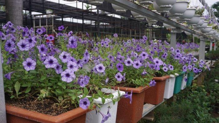 Cara sederhana Menanam Bunga Petunia