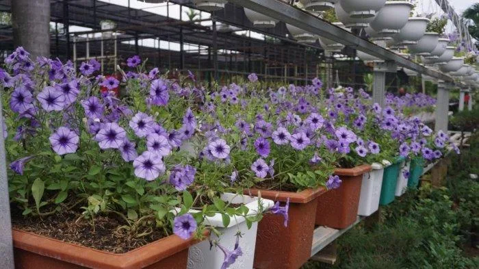 7 Cara sederhana Menanam Bunga Petunia Terbaru